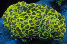 Load image into Gallery viewer, Euphyllia ancora “Banana Ultra Colour” – WYSIWYG