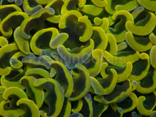 Load image into Gallery viewer, Euphyllia ancora “Banana Ultra Colour” – WYSIWYG
