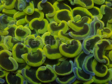 Load image into Gallery viewer, Euphyllia ancora “Banana Ultra Colour” – WYSIWYG