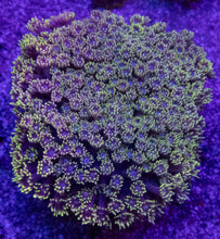 Load image into Gallery viewer, Goniopora sp. “Yellow &amp; Pink” – WYSIWYG Colony