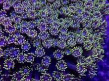 Load image into Gallery viewer, Goniopora sp. “Yellow &amp; Pink” – WYSIWYG Colony