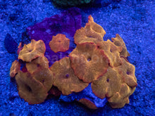 Load image into Gallery viewer, Discosoma sp. “Iron Man” – Cut to Order