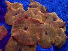 Load image into Gallery viewer, Discosoma sp. “Iron Man” – Cut to Order