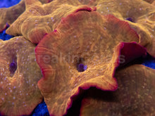 Load image into Gallery viewer, Discosoma sp. “Iron Man” – Cut to Order