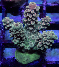 Load image into Gallery viewer, Acropora sp. “Bronze Pink &amp; Green” – Frag