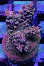 Load image into Gallery viewer, Acropora sp. “Australian Pink” – Frag Similar to Photo