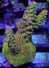 Carregar imagem no visualizador da galeria, Acropora sp. “Gold Shadow Green” – Frag Similar to Photo