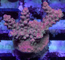 Load image into Gallery viewer, Acropora sp. “Australian Pink” – Frag Similar to Photo