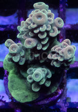 Load image into Gallery viewer, Acropora sp. “Bronze Pink &amp; Green” – Frag