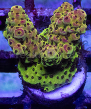 Carregar imagem no visualizador da galeria, Acropora sp. “Gold Shadow Green” – Frag Similar to Photo