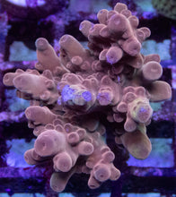 Load image into Gallery viewer, Acropora sp. “Grafted Fusion” – Frag