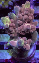 Load image into Gallery viewer, Acropora sp. “Grafted Fusion” – Frag