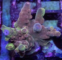 Load image into Gallery viewer, Acropora sp. “Grafted Fusion” – Frag