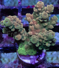 Load image into Gallery viewer, Acropora sp. “Bronze Pink &amp; Green” – Frag