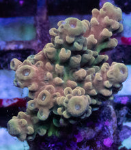 Load image into Gallery viewer, Acropora sp. “Bronze Pink &amp; Green” – Frag