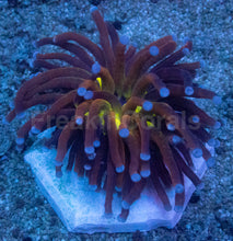 Load image into Gallery viewer, Euphyllia glabrescens “Tiger Knicks Yellow Core” – WYSIWYG