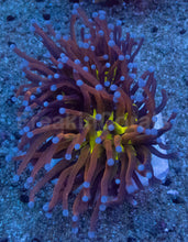 Load image into Gallery viewer, Euphyllia glabrescens “Tiger Knicks Yellow Core” – WYSIWYG