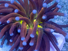 Load image into Gallery viewer, Euphyllia glabrescens “Tiger Knicks Yellow Core” – WYSIWYG