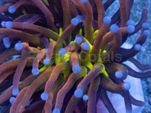 Load image into Gallery viewer, Euphyllia glabrescens “Tiger Knicks Yellow Core” – WYSIWYG