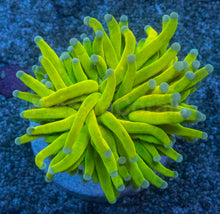 Carregar imagem no visualizador da galeria, Euphyllia glabrescens “Holy Grail Toxic Green” – WYSIWYG