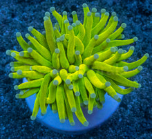 Carregar imagem no visualizador da galeria, Euphyllia glabrescens “Holy Grail Toxic Green” – WYSIWYG