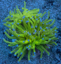 Carregar imagem no visualizador da galeria, Euphyllia glabrescens “Light Green Blue Tip Torch” – WYSIWYG