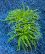Carregar imagem no visualizador da galeria, Euphyllia glabrescens “Light Green Blue Tip Torch” – WYSIWYG