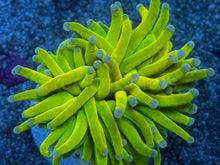 Carregar imagem no visualizador da galeria, Euphyllia glabrescens “Holy Grail Toxic Green” – WYSIWYG