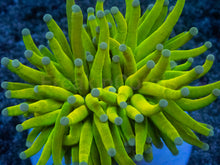 Carregar imagem no visualizador da galeria, Euphyllia glabrescens “Holy Grail Toxic Green” – WYSIWYG