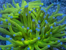 Carregar imagem no visualizador da galeria, Euphyllia glabrescens “Light Green Blue Tip Torch” – WYSIWYG