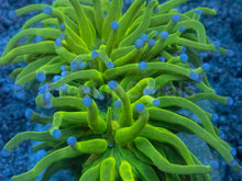 Carregar imagem no visualizador da galeria, Euphyllia glabrescens “Light Green Blue Tip Torch” – WYSIWYG