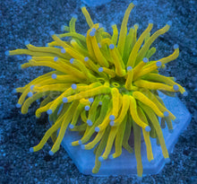 Load image into Gallery viewer, Euphyllia glabrescens “Holy Grail Toxic Green Blue Tip” – WYSIWYG