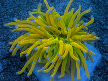Load image into Gallery viewer, Euphyllia glabrescens “Holy Grail Toxic Green Blue Tip” – WYSIWYG