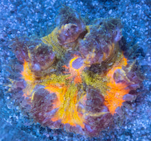 Carregar imagem no visualizador da galeria, Crucifer Ultra Color