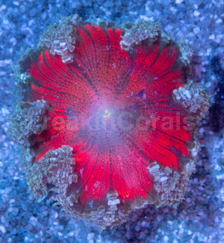 Crucifer Ultra Color