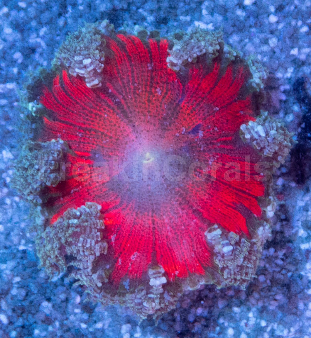 Crucifer Ultra Color