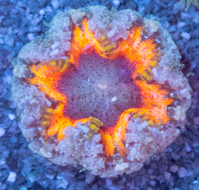 Crucifer Ultra Color