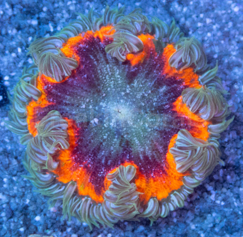Crucifer Ultra Color