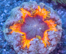 Load image into Gallery viewer, Crucifer Ultra Color
