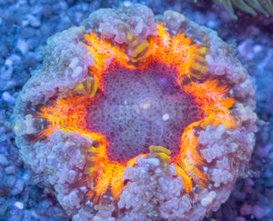 Crucifer Ultra Color