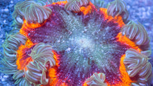 Load image into Gallery viewer, Crucifer Ultra Color