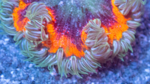 Crucifer Ultra Color