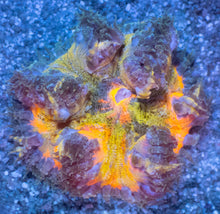 Carregar imagem no visualizador da galeria, Crucifer Ultra Color