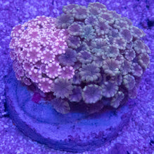 Load image into Gallery viewer, Alveopora sp. “Ultra Pink Duet” – WYSIWYG – 2 Colonies