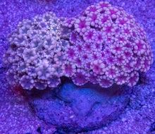 Load image into Gallery viewer, Alveopora sp. “Ultra Pink Duet” – WYSIWYG – 2 Colonies