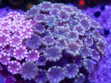 Load image into Gallery viewer, Alveopora sp. “Ultra Pink Duet” – WYSIWYG – 2 Colonies