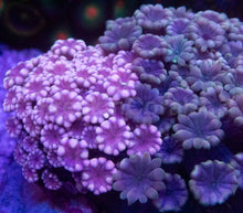 Load image into Gallery viewer, Alveopora sp. “Ultra Pink Duet” – WYSIWYG – 2 Colonies
