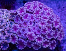 Load image into Gallery viewer, Alveopora sp. “Ultra Pink Duet” – WYSIWYG – 2 Colonies