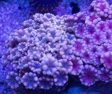 Load image into Gallery viewer, Alveopora sp. “Ultra Pink Duet” – WYSIWYG – 2 Colonies