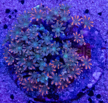 Load image into Gallery viewer, Clavularia sp. “Papaya” – WYSIWYG Colony